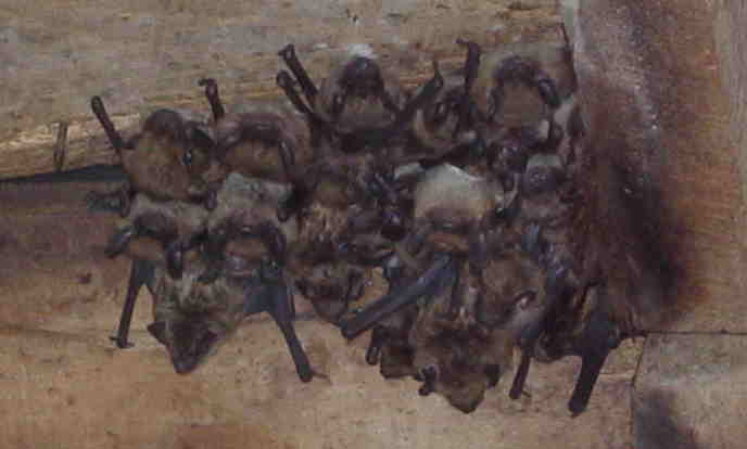 Bats Roosting