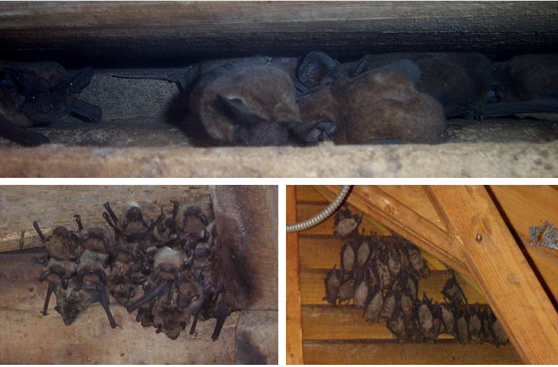 Bats In the Chimney - How to Get Rid of & Remove