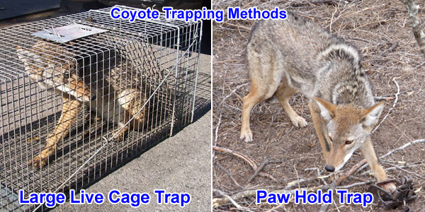 how dangerous are coyotes to dogs