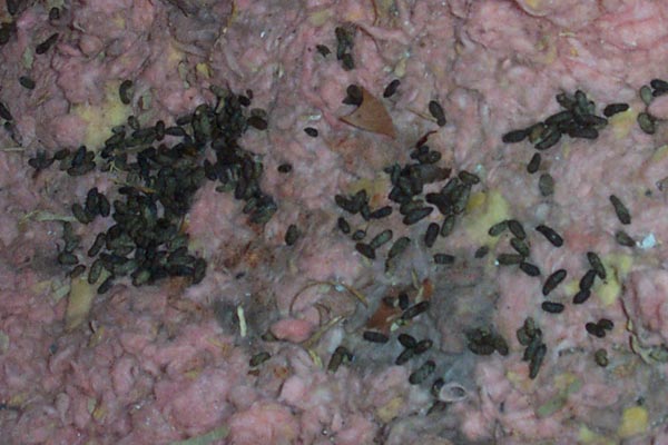 rodent urine and droppings in attic undisturbed