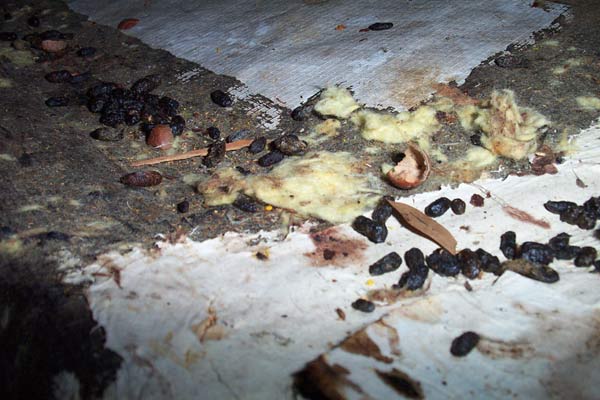 Rats Leave Droppings (Poop) in the Attic