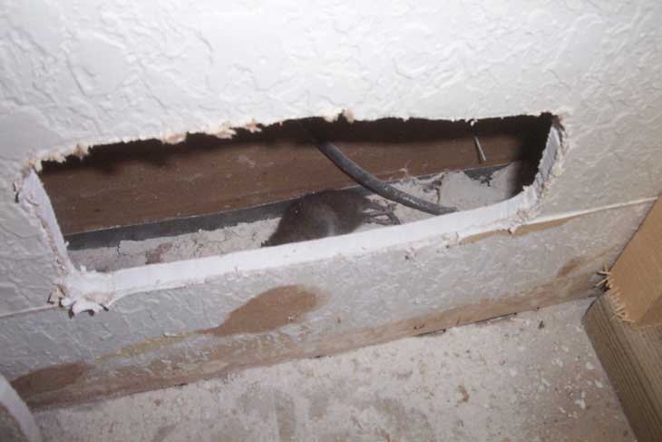 mice walls rid dead mouse rats hole smell noise rat ceiling inside animal night down odor ticking mysterious cut very