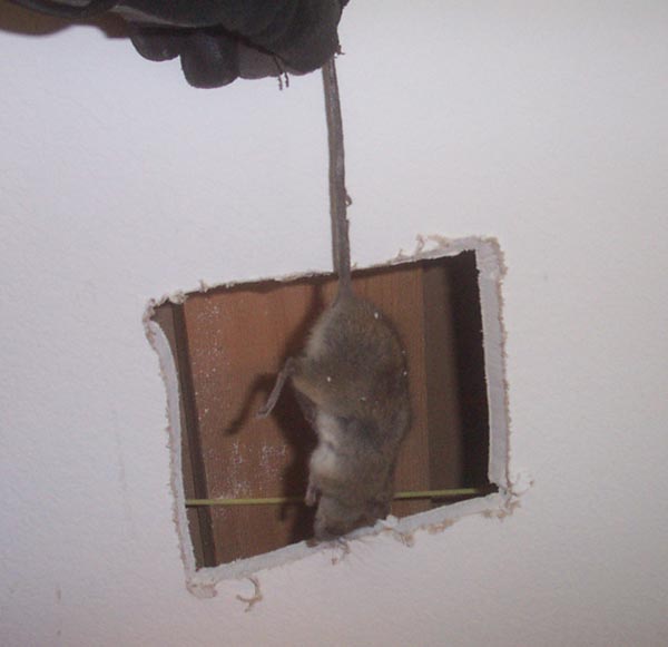 dead ceiling rat mouse rodent hole animal cut