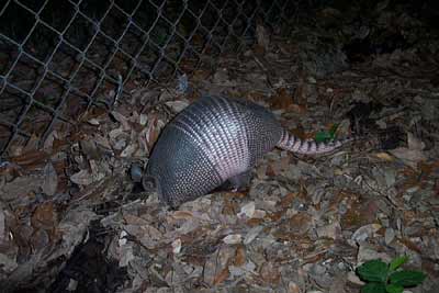 armadillo traps