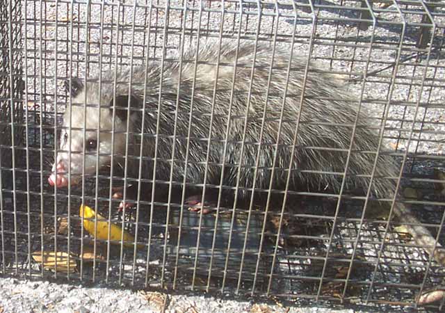 Opossum caught in cage live trap pest control. Wild animal