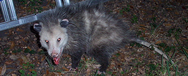 possum with rabies