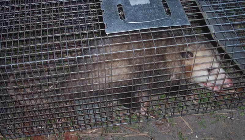 OPOSSUM TRAPPING AND REMOVAL – All Star Animal Trapping