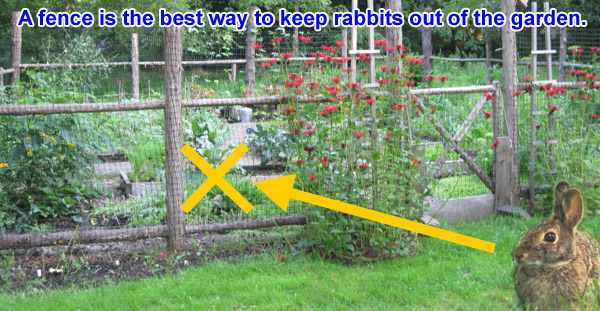 How To Keep Rabbits Out Of Your Garden