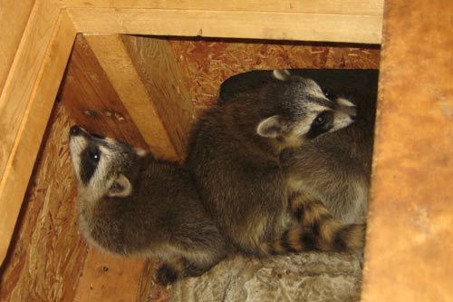 attic rid raccoons raccoon racoon inside pups litter until down catch aaanimalcontrol