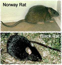 norway rat size