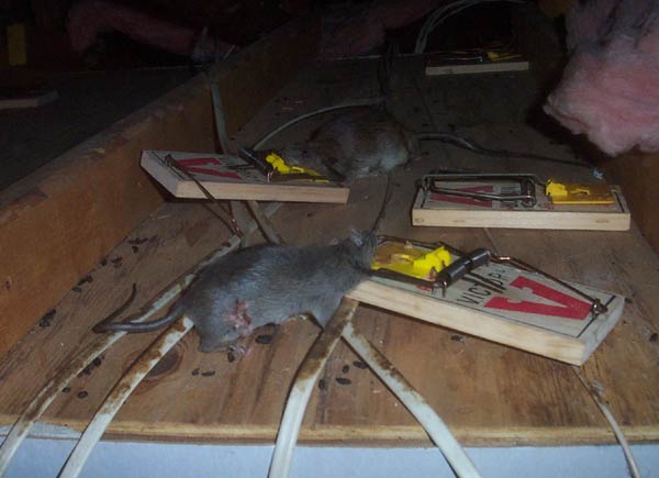 Jumbo Rat Snap Traps