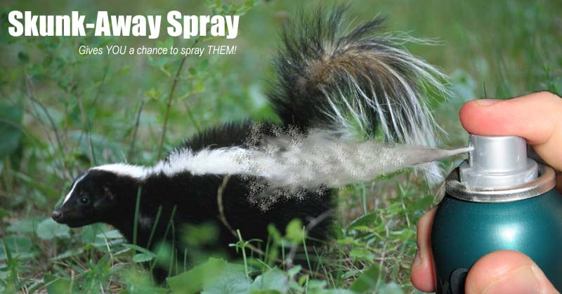 skunk spraying someone