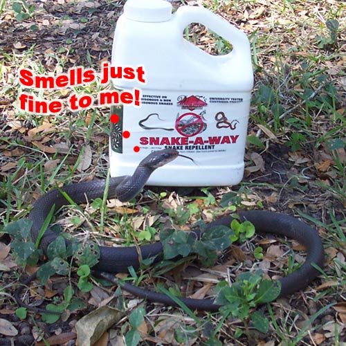 Snake Repellent Does It Work