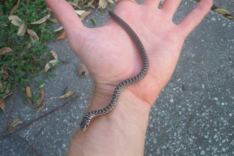 Baby Copperhead Pictures