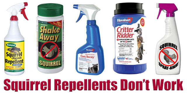 squirrel repellent