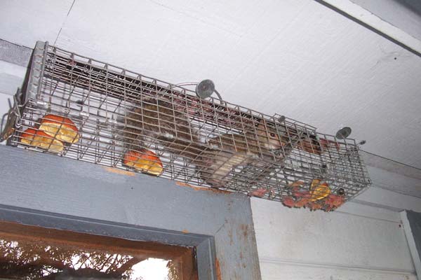 How To Get Rid Of Squirrels In The Soffit Or Eave