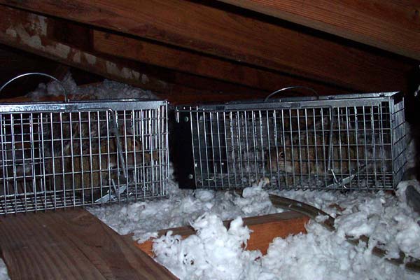 Wildlife Photograph - Squirrels caught in cage traps inside the attic