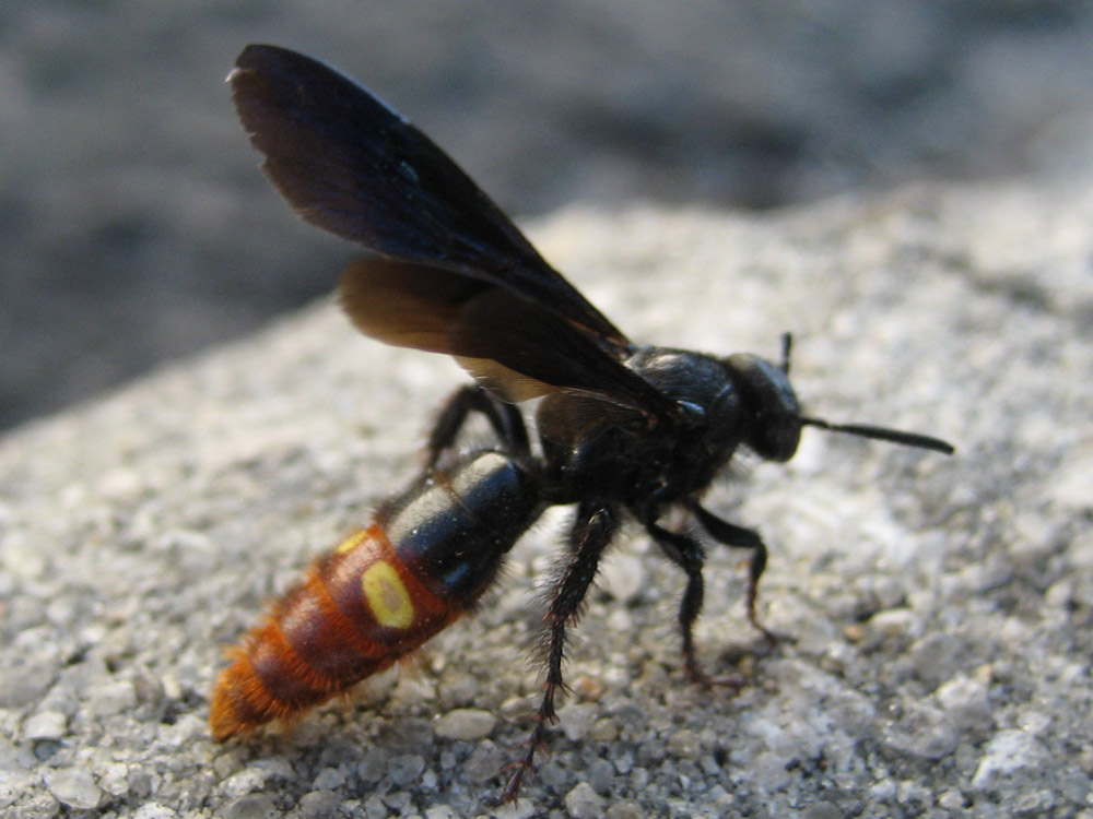 Scollid Wasp - Scolia dubia 