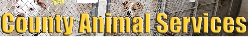 Baltimore City County Animal Services