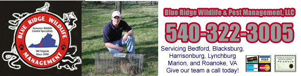 BEST Field Vole Trapping & Extermination Services Near You in Loganville,  Georgia – Field Vole Trapping Services – Serving Atlanta – Breda Pest  Management