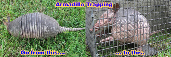 My dad's elaborate trap for removing the armadillos form his