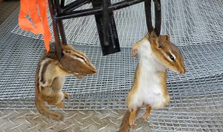 Trapping Chipmunks - What's The Best Way?