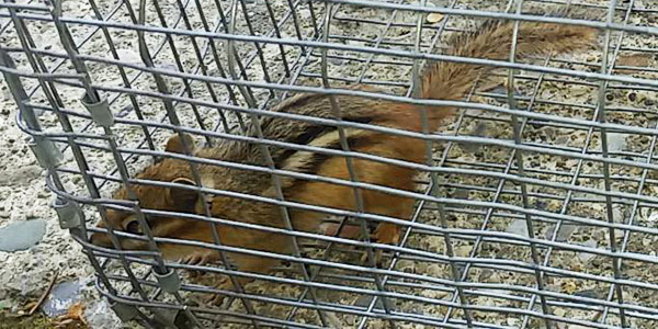 http://www.aaanimalcontrol.com/professional-trapper/images/chipmunkcage.jpg