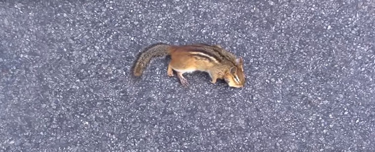 http://www.aaanimalcontrol.com/professional-trapper/images/chipmunkhowkill.jpg