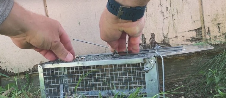 http://www.aaanimalcontrol.com/professional-trapper/images/chipmunkhowtrap.jpg