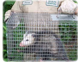 http://www.aaanimalcontrol.com/professional-trapper/images/city_opossum2.jpg