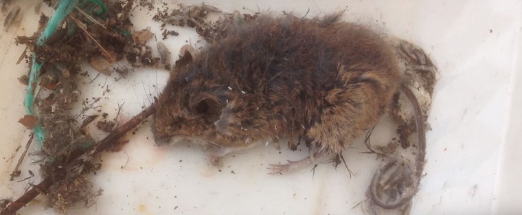 Dead Opossum Below Attic Floorboards