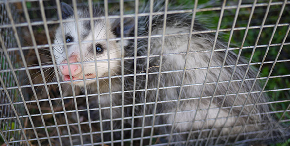 Trapping Opossum