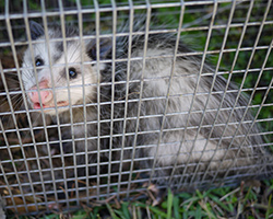 Opossum caught in cage live trap pest control. Wild animal