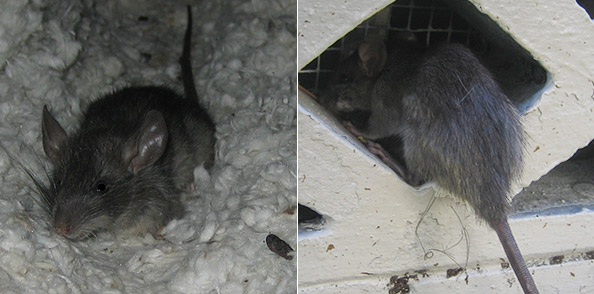 rats rat rid rodents rodent attic