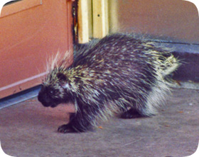 http://www.aaanimalcontrol.com/professional-trapper/images/ridporcupine.jpg