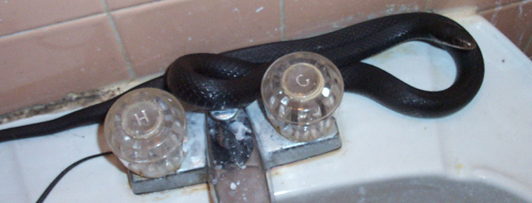 http://www.aaanimalcontrol.com/professional-trapper/images/snakeplumbing.jpg
