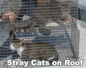 Why You Should Use Cat Traps for Your Local Strays