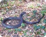 Snakes Of Fl