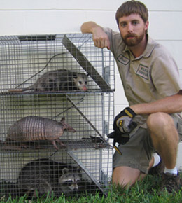 http://www.aaanimalcontrol.com/professional-trapper/images/wildlifetrapping02.jpg